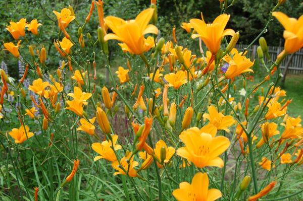 Hemerocallis 'From China with Love' | Taglilie